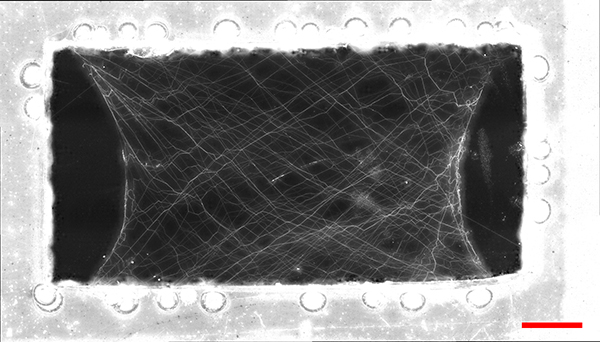 Printed polyethylene oxide nanofiber network with 500 fibers. Red scale bar is 1 mm.