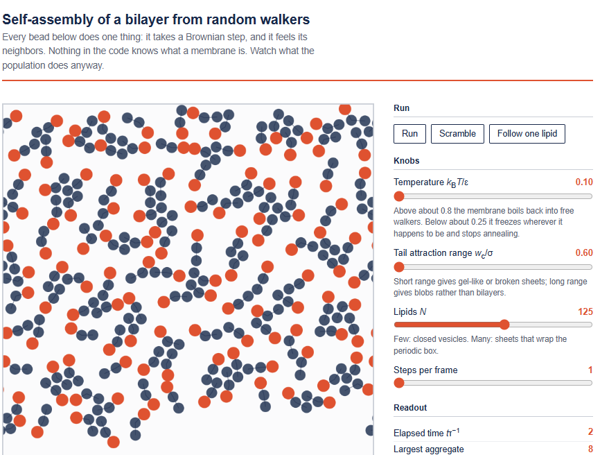 Screenshot of a lipid demo created by Jonathan Freund using AI for his astrobiology course.  Every bead does one thing: it takes a Brownian step, and it feels its neighbors. Nothing in the code knows what a membrane is. Watch what the population does anyway. Click on this photo for a link to the model. Download the demo, then click on it to run on your computer. Experiment by moving the sliders.