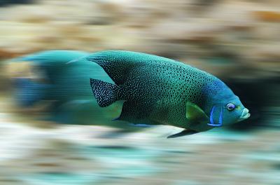 Photo showing movement of a fish in water. Courtesy Pixabay