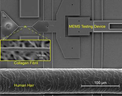 A collagen fibril mounted on a MEMS mechanical testing device. At the bottom is a single human hair for size comparison.