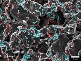 Scanning electron micrograph of a composite graphite electrode. Carbon black visible on the electrode surface is false-colored in red. Fluorescent silica nano-particles on the electrode surface are false-colored in blue.