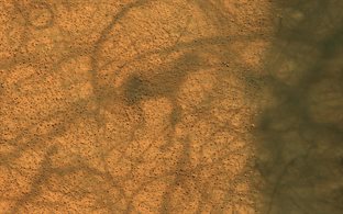 Image of dust devils on Mars. Photo courtesy NASA/JPL-Caltech/University of Arizona.