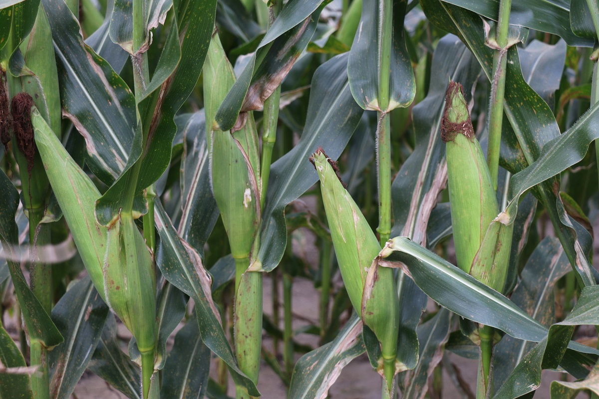 ears of corn in a field