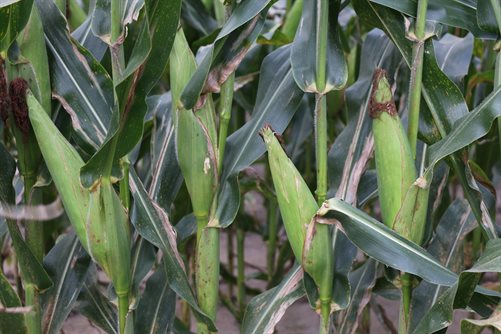 ears of corn in a field