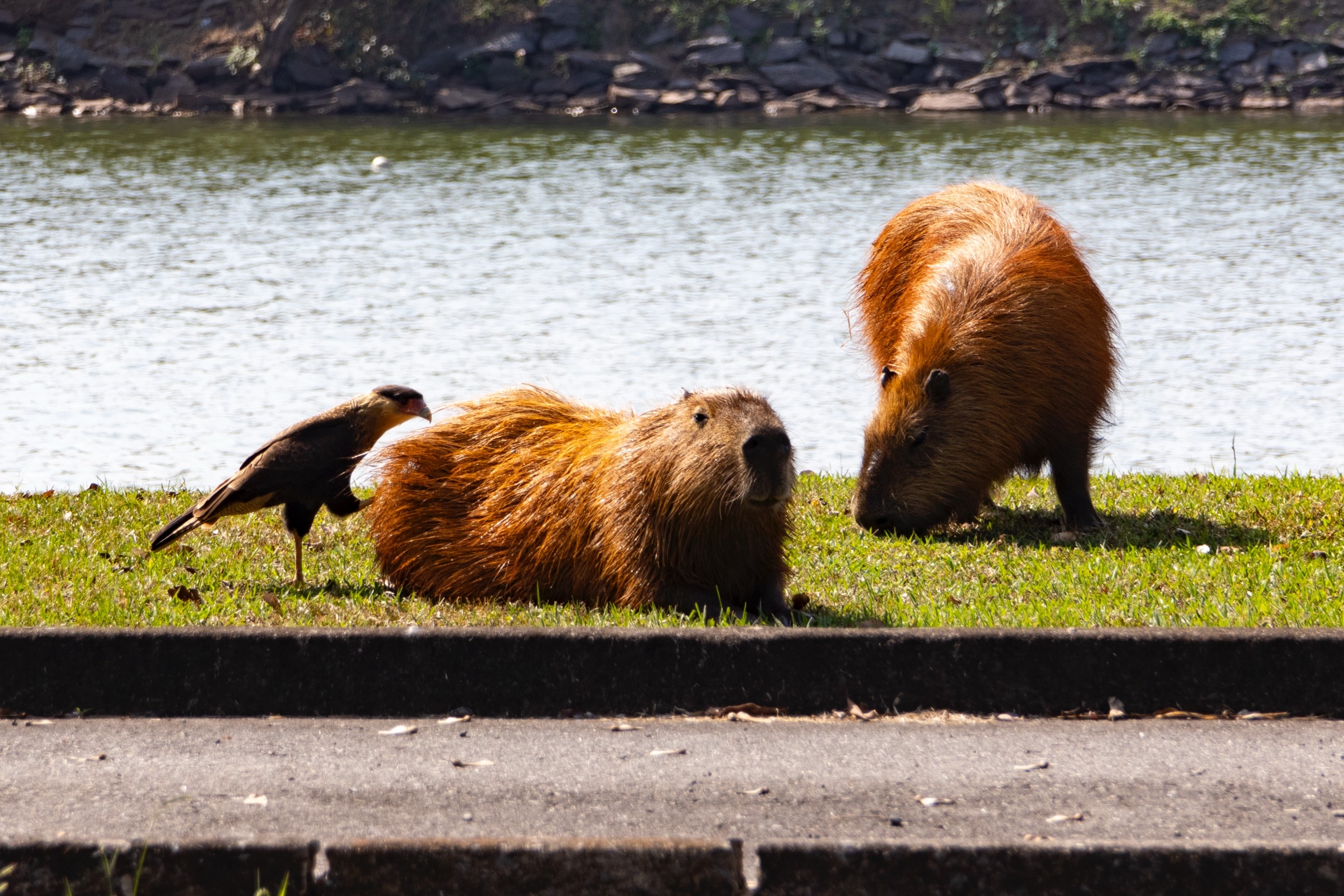 A crested caracara with a pair of capybara.